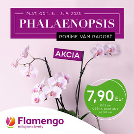 Phalaenopsis za akčnú cenu